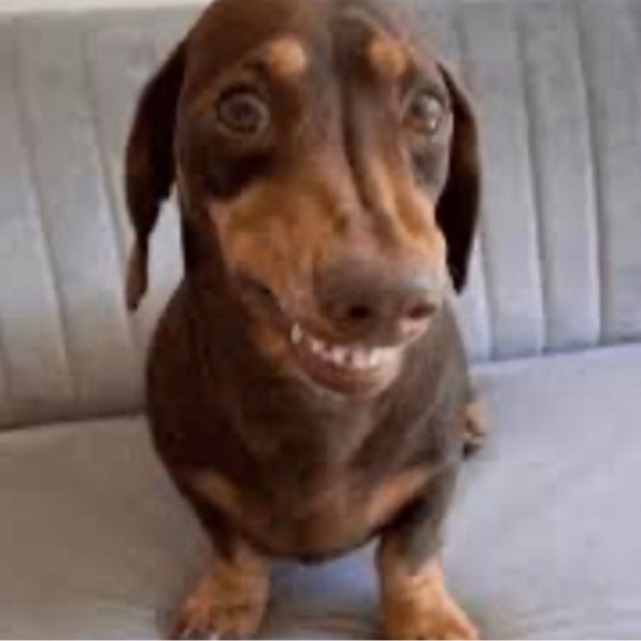 Dachshund Doxie Weiner Sausage Dog Novelty Crew Tube Socks Unisex‎ Men’s Women’s - Picture 10 of 11